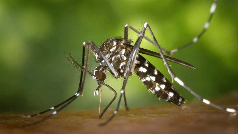 5 astuces pour éviter les piqûres de moustiques